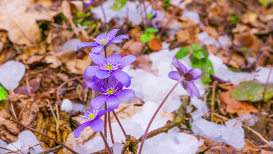 春花和融雪时间折叠视频