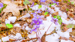 春花和融雪10秒视频