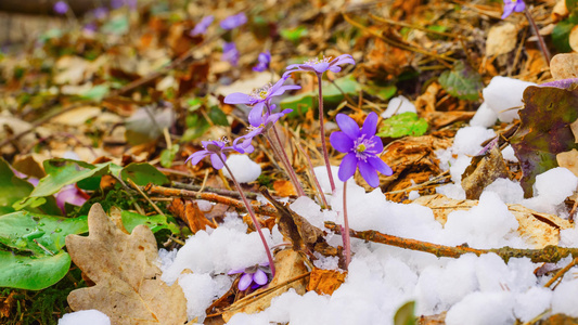 春花和融雪时间折叠视频