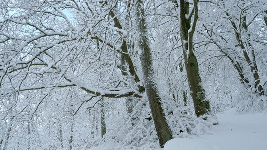 白雪世界冰封森林视频