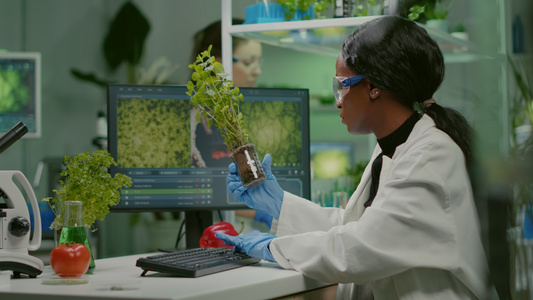 非洲女性研究员分析番茄和树苗的gmogmo视频