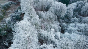 雪松森林17秒视频