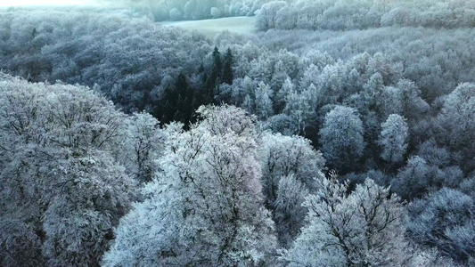 冰封的森林视频