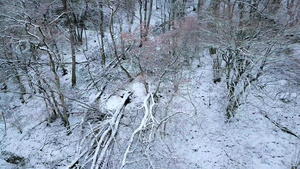 大雪风暴中的森林航拍19秒视频