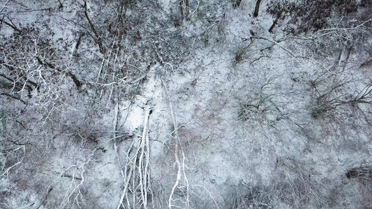 大雪风暴中的森林航拍视频