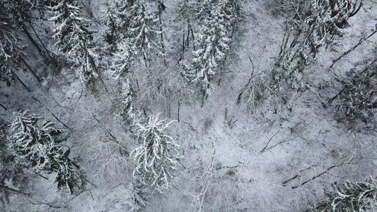 大雪风暴中的森林航拍视频