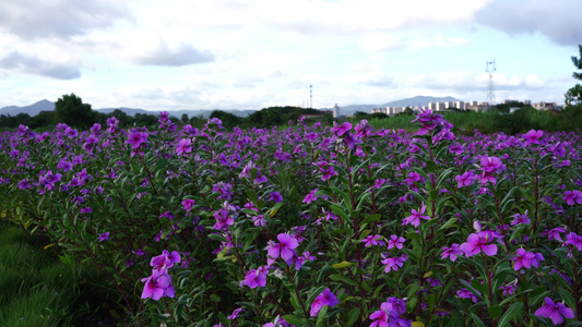 长春花花朵公园花开视频