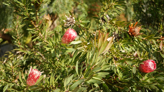 美国加利福尼亚州花园中的普罗蒂亚粉红色花栀子花回春视频