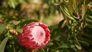 美国加利福尼亚州花园中的普罗蒂亚粉红色花栀子花回春10秒视频