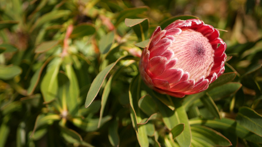 美国加利福尼亚州花园中的普罗蒂亚粉红色花栀子花回春视频