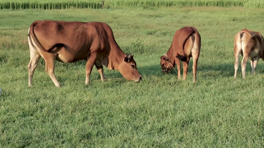 放牛养牛吃草实拍视频