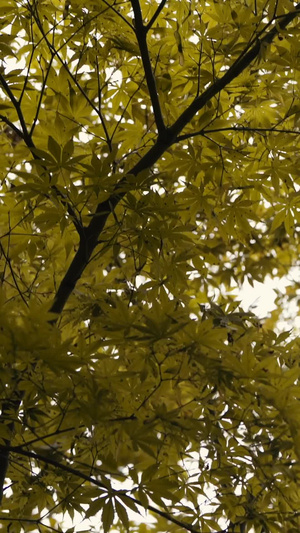 早秋微风中的黄色枫叶秋老虎13秒视频