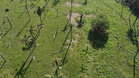 椰子棕榈树的空中视图视频