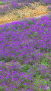 航拍公园蓝尾草马鞭花视频