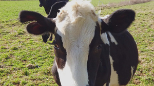 阿米什农场上的奶牛16秒视频