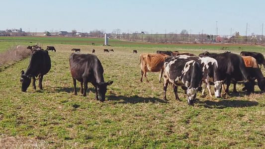 黄牛在冬日向阿米什农场放牧的慢动作视频