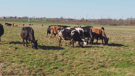 在阳光明媚的春天在芬西瓦尼亚的一个阿米什农场放牧的视频