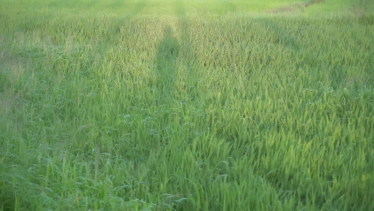 一种人在田野上行走视频