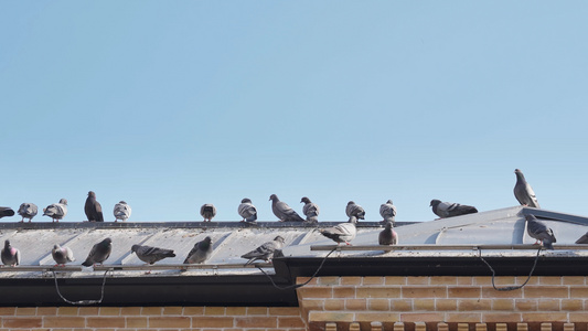 屋檐上的一排鸽子视频