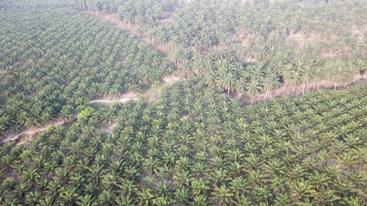 飞往油棕榈种植园的空中飞行视频