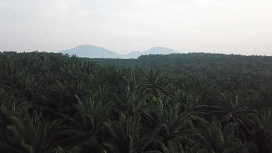 空中观察油棕榈种植园视频