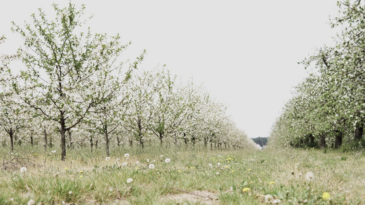 苹果果园中的相机幻灯片视频
