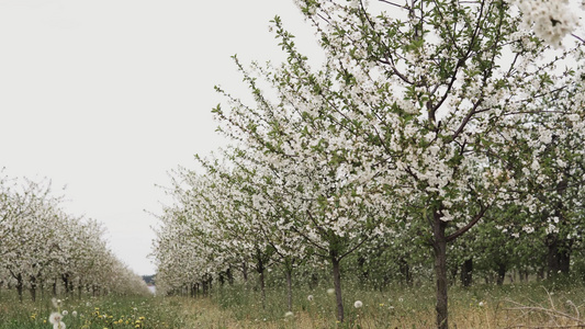 苹果果园中的相机幻灯片视频