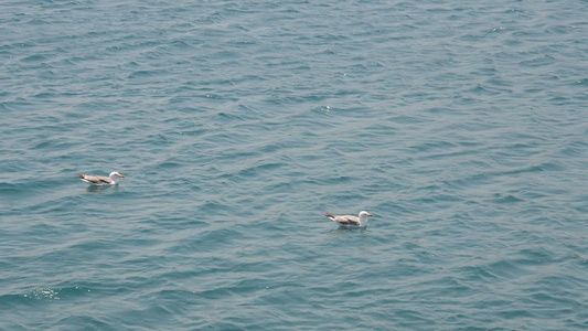 海鸥在爱琴海水上摇晃视频