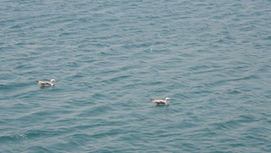 海鸥在爱琴海水上摇晃11秒视频