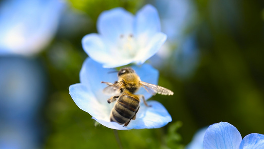 蜜蜂在花朵上采蜜视频