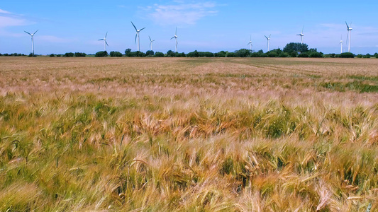 田里的麦子在风中在小麦的微耳中视频