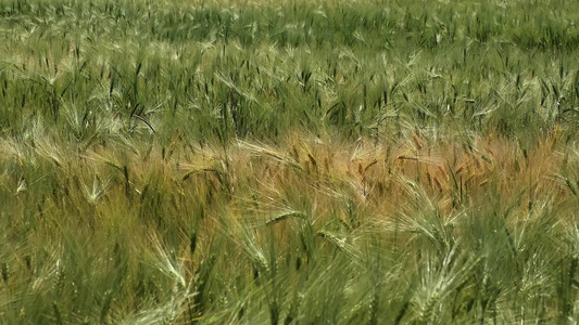 田里的麦子在风中在小麦的微耳中视频