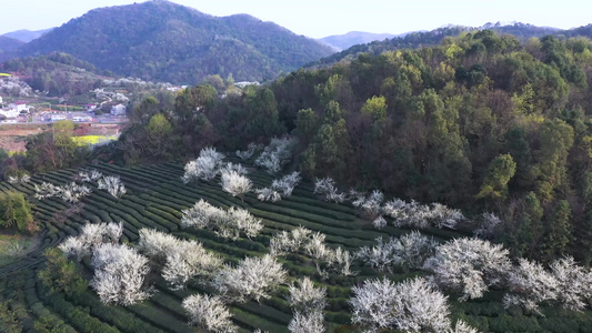 李花盛开的小山村视频