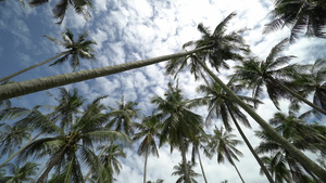 热带椰子棕榈树横片14秒视频