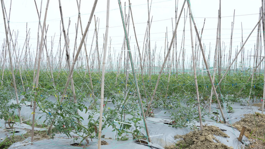 圣女果种植视频