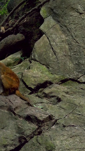 贵州黔灵山公园野生猴子群野生动物视频
