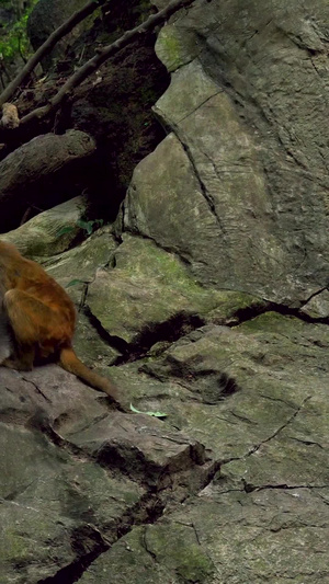 贵州黔灵山公园野生猴子群野生动物19秒视频