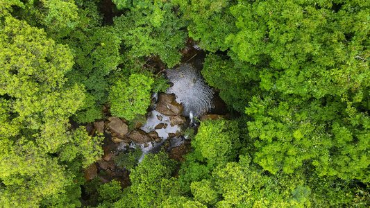 原始森林深处植被河流4K航拍视频