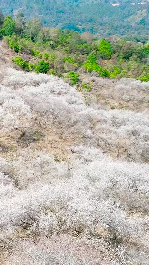 惠州梁化梅园航拍青梅树17秒视频