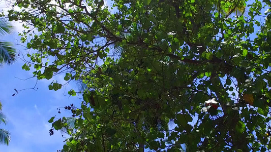 以蓝绿海和阳光下浅沙背景的阳光明媚的海洋观视海滩野生视频