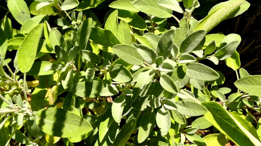 草药植物和香料视频