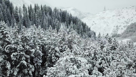 冬天的森林被新鲜雪覆盖视频