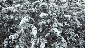 冬天的森林被雪覆盖19秒视频