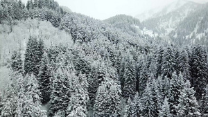 冬天的森林被新鲜雪覆盖9秒视频