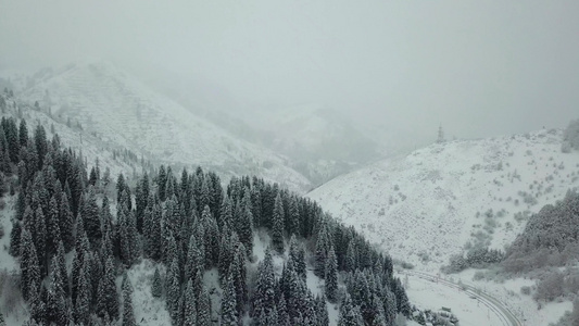 冬天的森林被新鲜雪覆盖视频