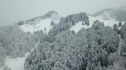 冬天的森林被新鲜雪覆盖视频