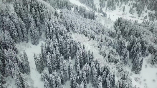 冬天的森林被新鲜雪覆盖视频