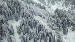 冬天的森林被新鲜雪覆盖22秒视频