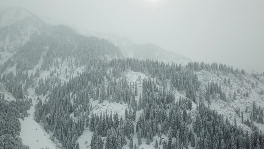 冬天的森林被新鲜雪覆盖视频