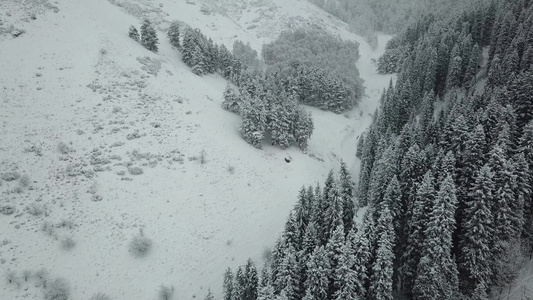 冬天的森林被雪覆盖视频